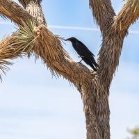 Crow on the Joshua Tree