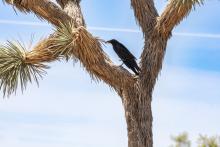 Crow on the Joshua Tree